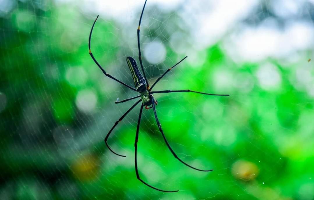Sinharaja Forest Gate Deniyaya Εξωτερικό φωτογραφία
