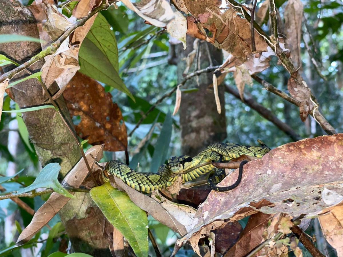 Sinharaja Forest Gate Deniyaya Εξωτερικό φωτογραφία